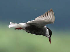 Whiskered Tern