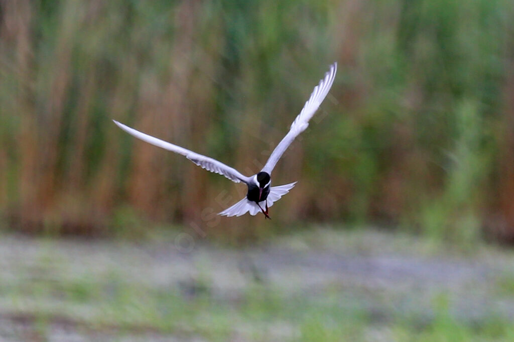 Whiskered Tern