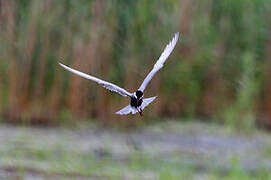 Whiskered Tern