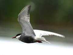 Whiskered Tern