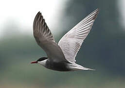 Whiskered Tern