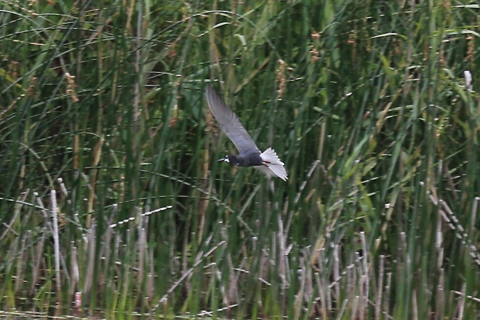 Black Tern