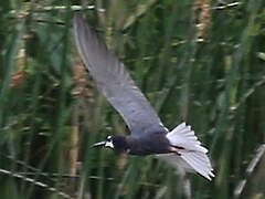 Black Tern