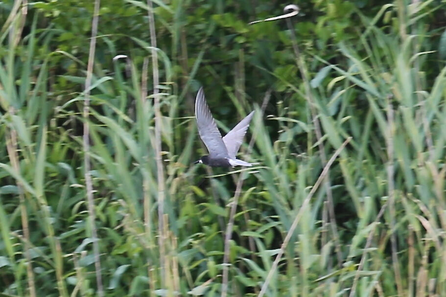 Black Tern