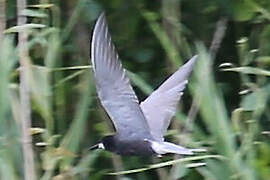 Black Tern