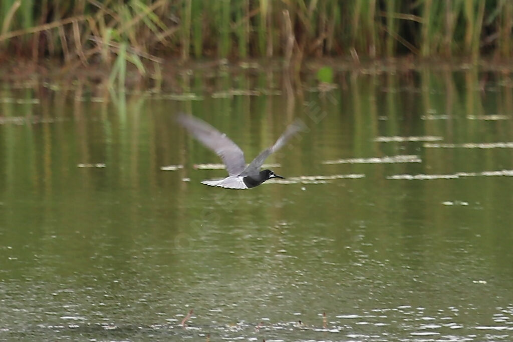 Black Tern