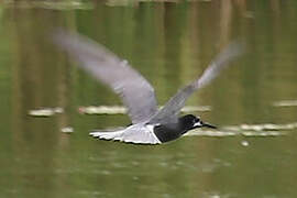 Black Tern