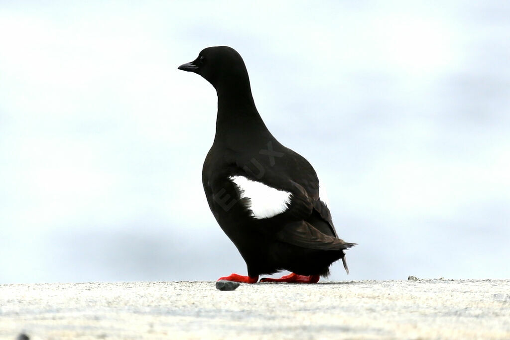 Guillemot à miroir