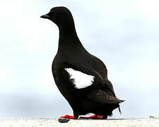 Black Guillemot