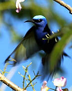 Red-legged Honeycreeper