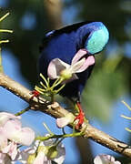 Red-legged Honeycreeper