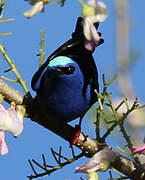 Red-legged Honeycreeper