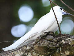 White Tern