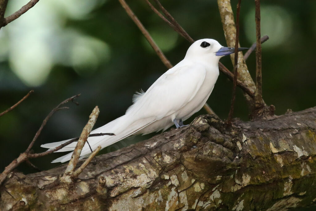 White Tern