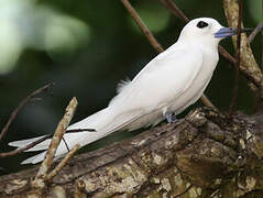 White Tern