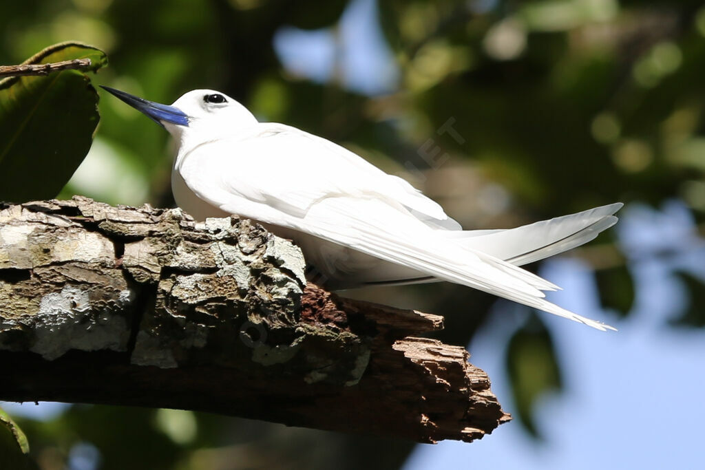 White Tern