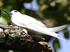 White Tern