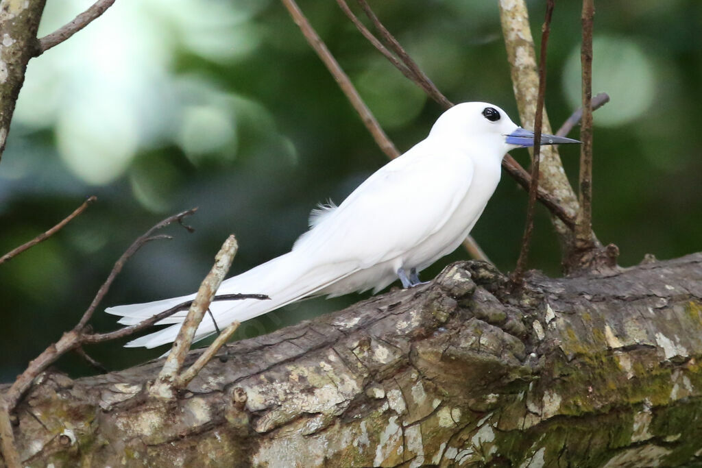 White Tern