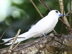 White Tern