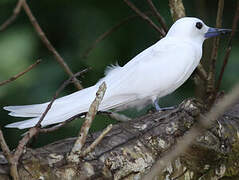 White Tern