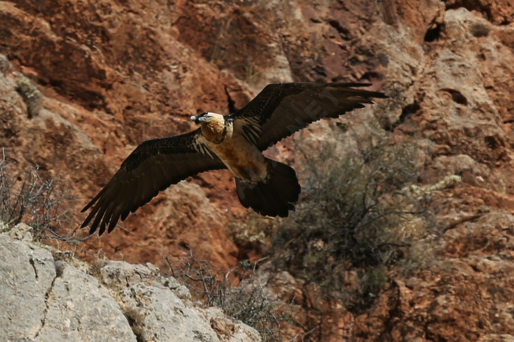 Bearded Vulture