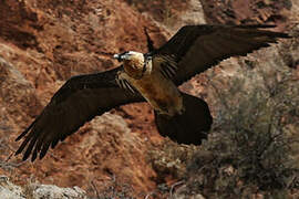 Bearded Vulture