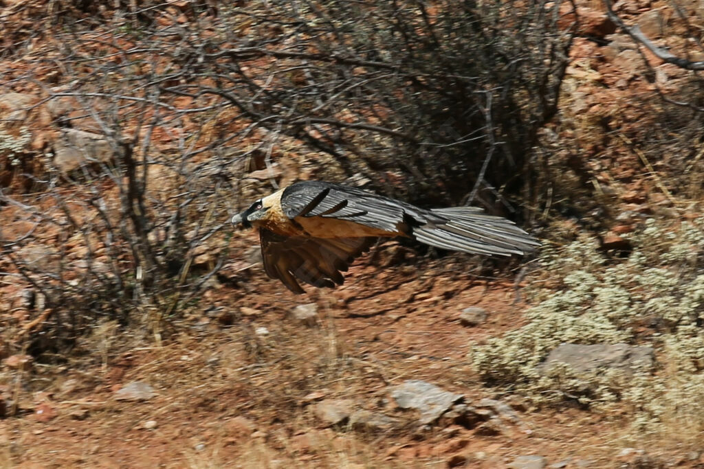 Bearded Vulture