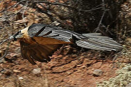 Bearded Vulture