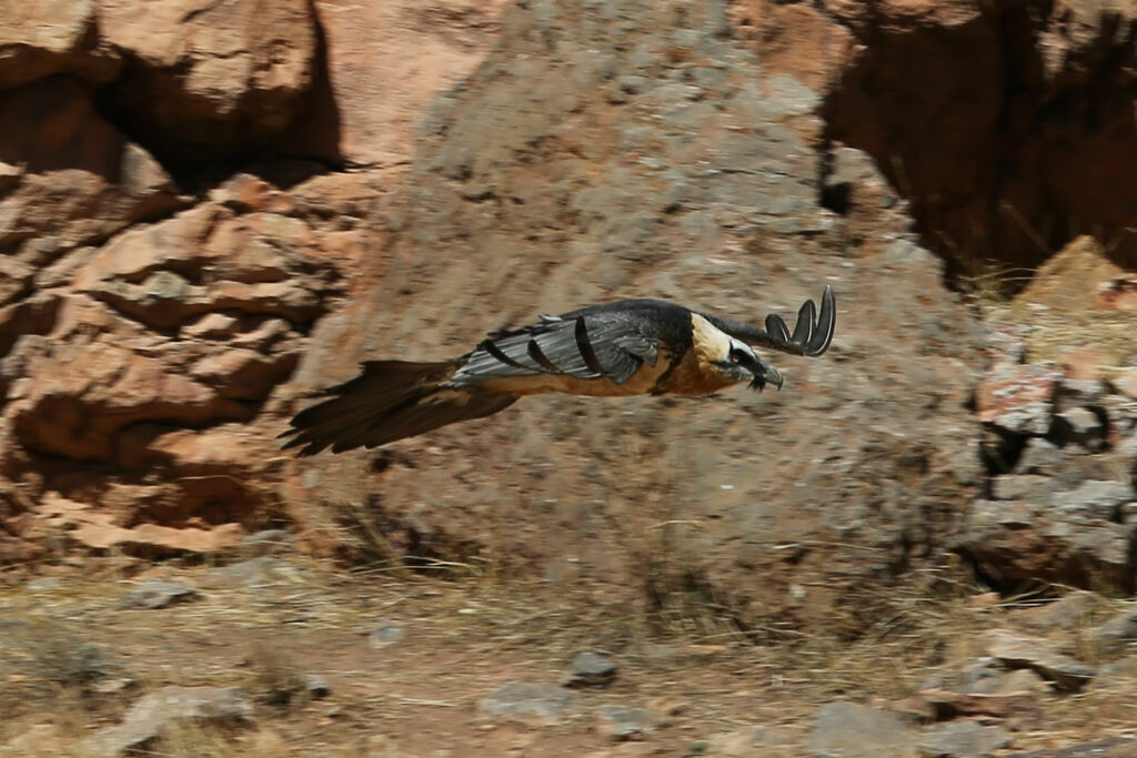 Bearded Vulture