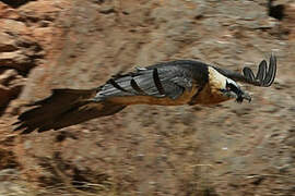 Bearded Vulture