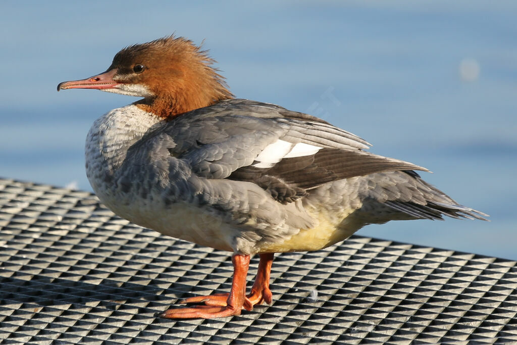 Harle bièvre