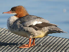 Common Merganser