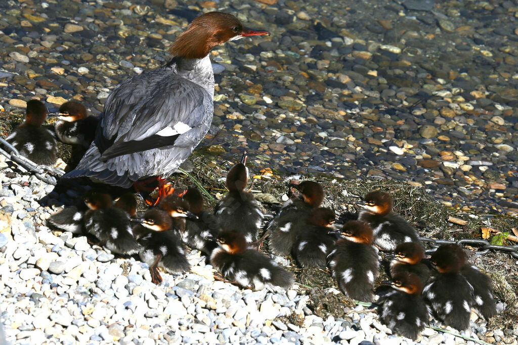 Common Merganser