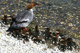 Common Merganser