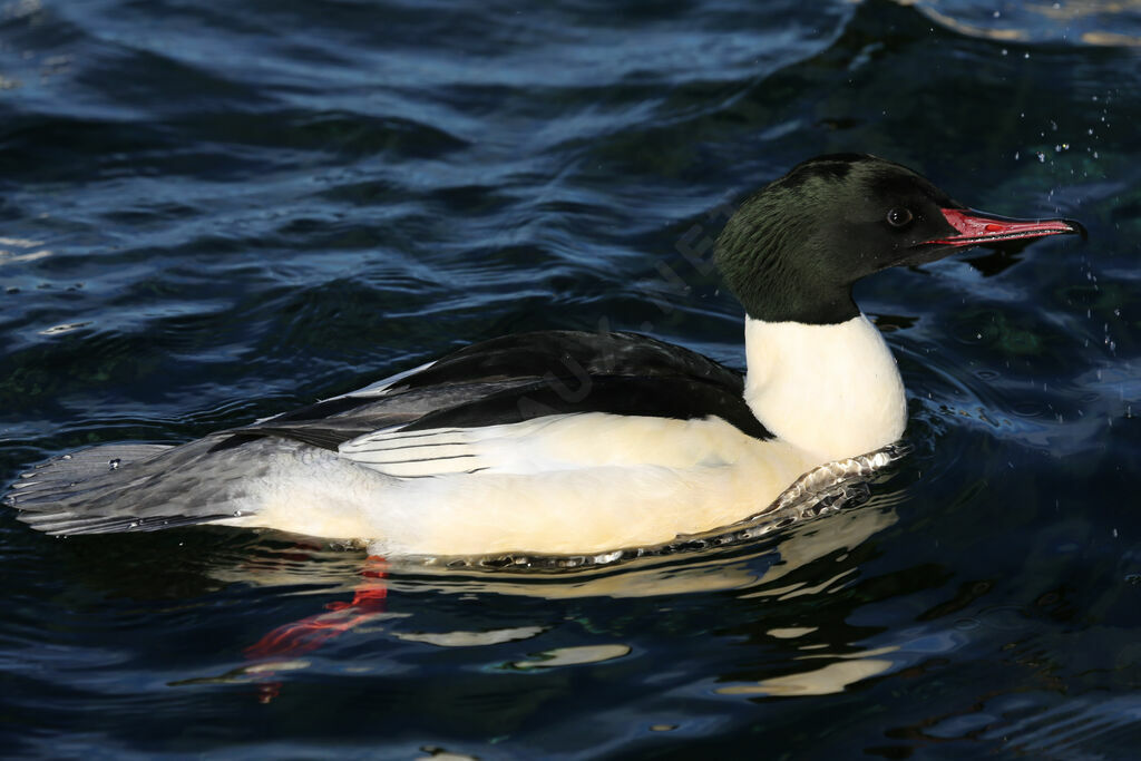 Common Merganser