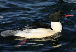 Common Merganser