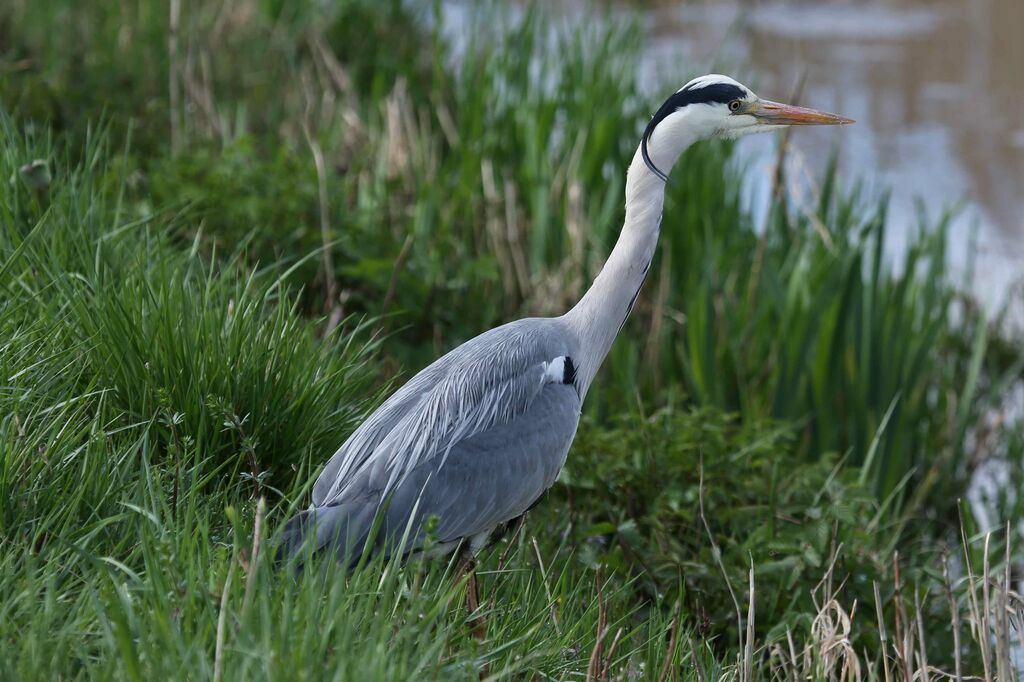 Grey Heron