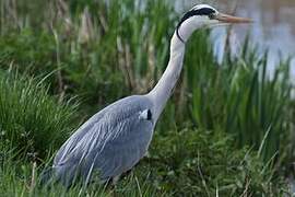 Grey Heron