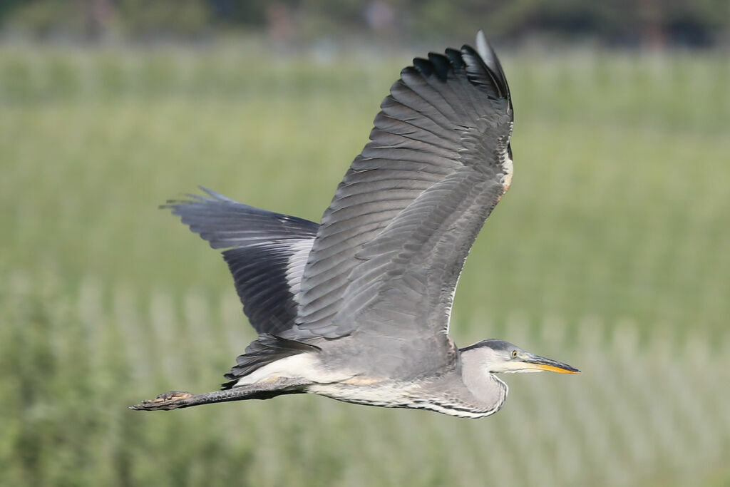 Grey Heron