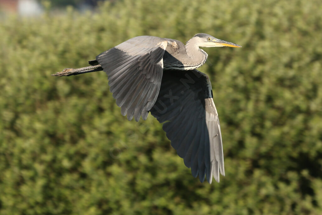 Grey Heron