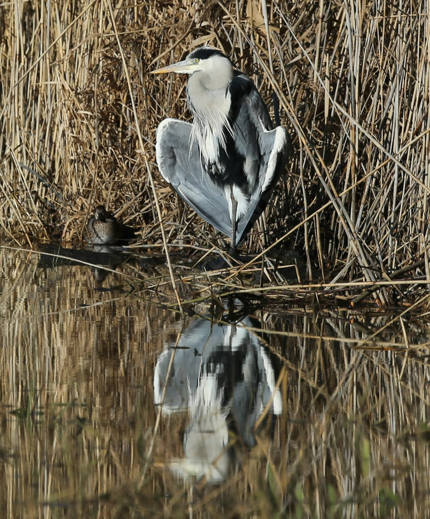 Grey Heron