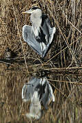 Grey Heron