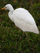 Western Cattle Egret