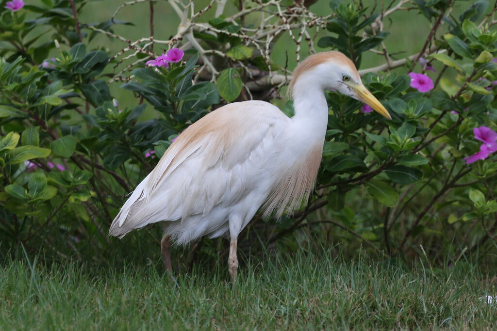 Western Cattle Egret