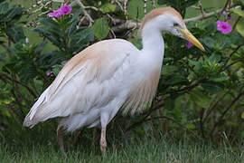 Western Cattle Egret