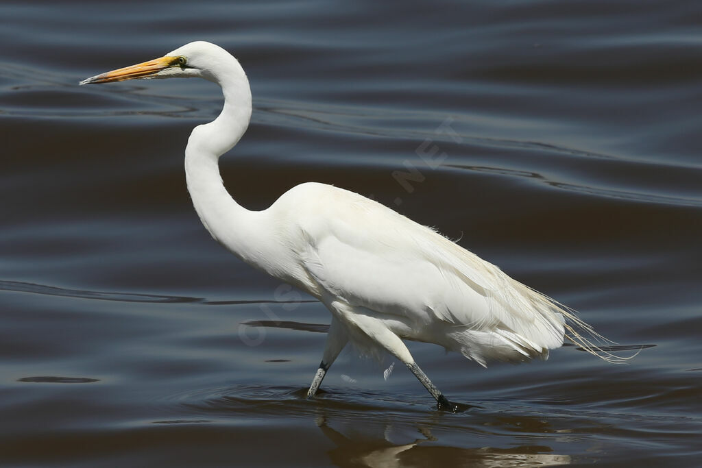 Medium Egret