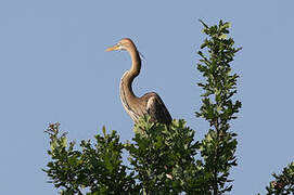 Purple Heron