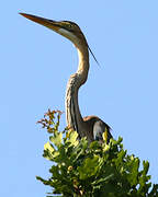 Purple Heron