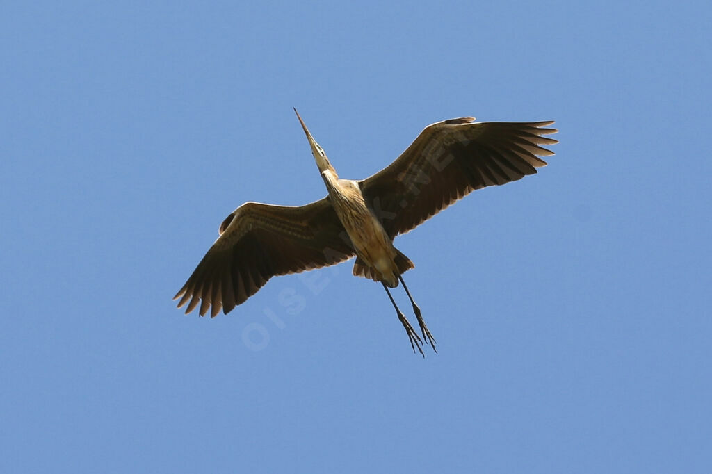 Purple Heron