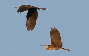 Purple Heron